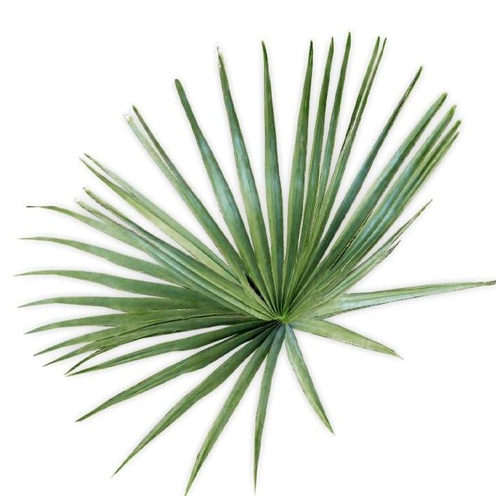 Saw palmetto – kompositsioon UltraMax Testo Enhancer